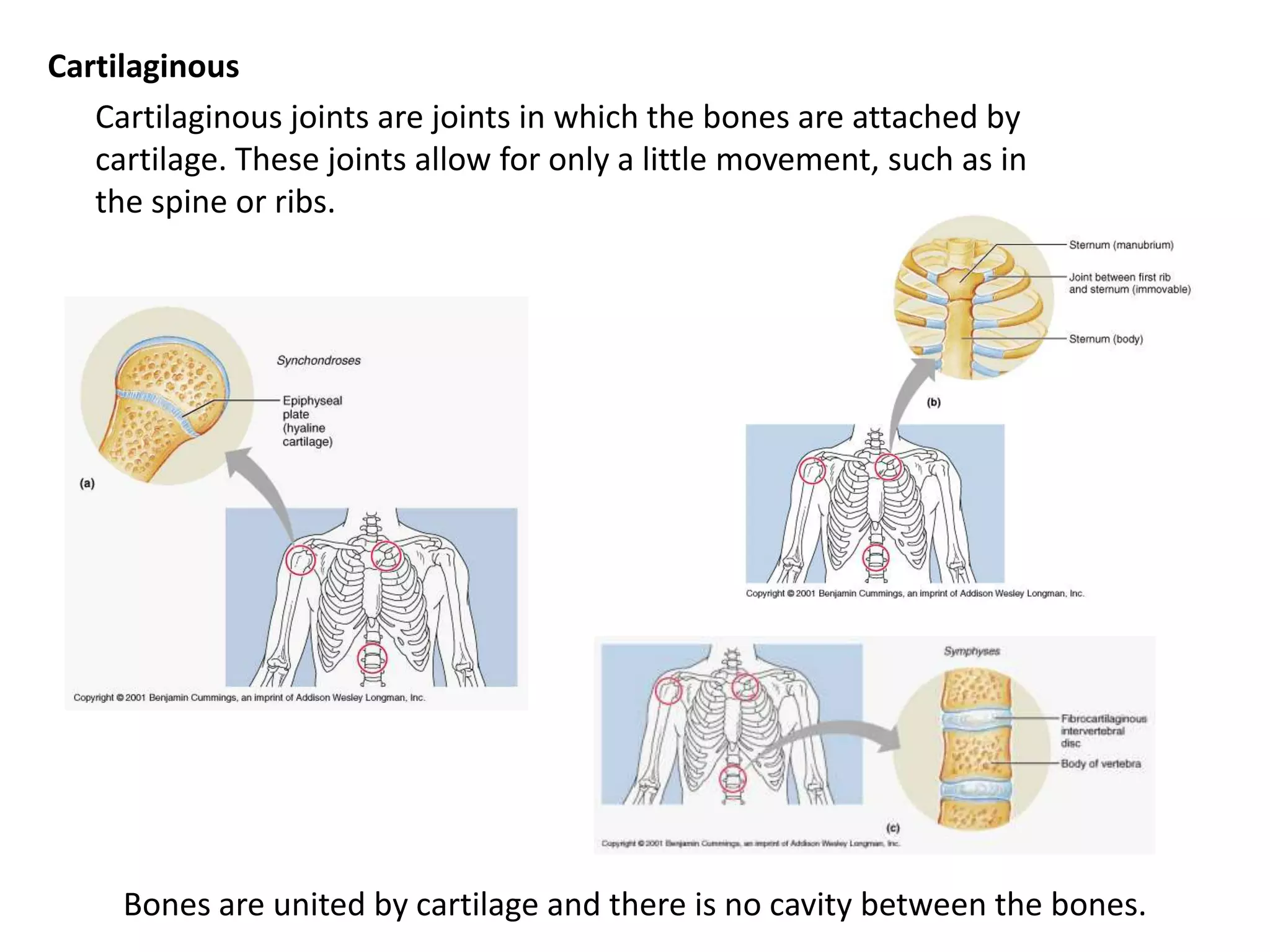 Cartilaginous	Cartilaginous joints are joints in which the bones are attached by cartilage. These joints allow for only a little movement, such as in the spine or ribs.   