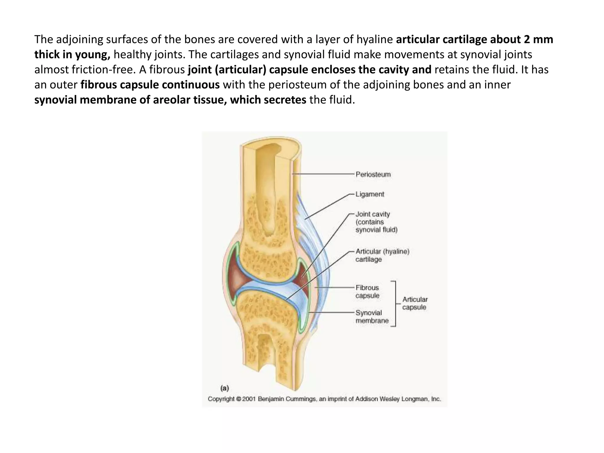 The adjoining surfaces of the bones are covered with a layer of hyaline articular cartilage about 2 mm thick in young, healthy joints. The cartilages and synovial fluid make movements at synovial joints almost friction-free. A fibrous joint (articular) capsule encloses the cavity and retains the fluid. It has an outer fibrous capsule continuous with the periosteum of the adjoining bones and an inner synovial membrane of areolar tissue, which secretes the fluid.