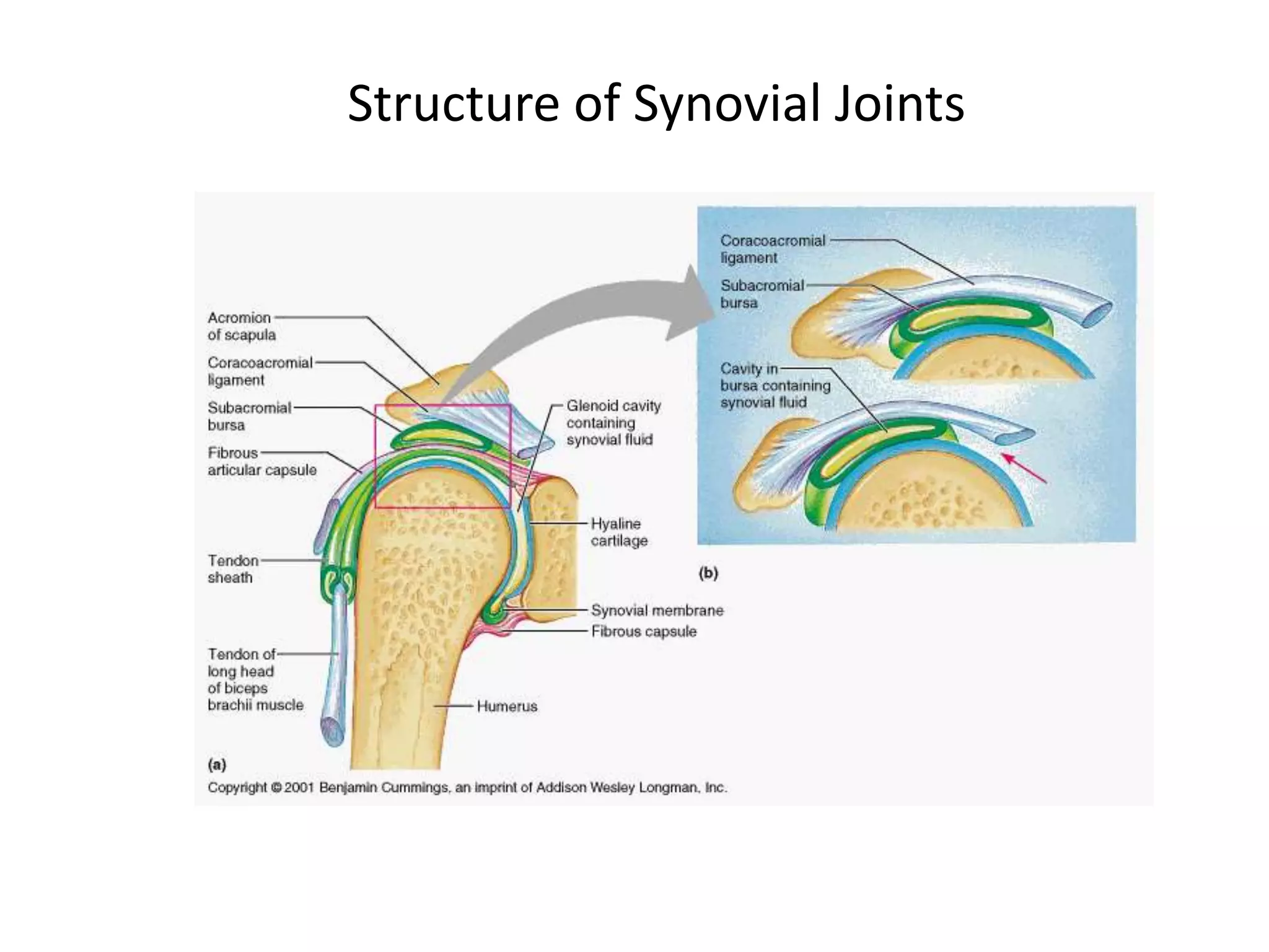 Structure of Synovial Joints 
