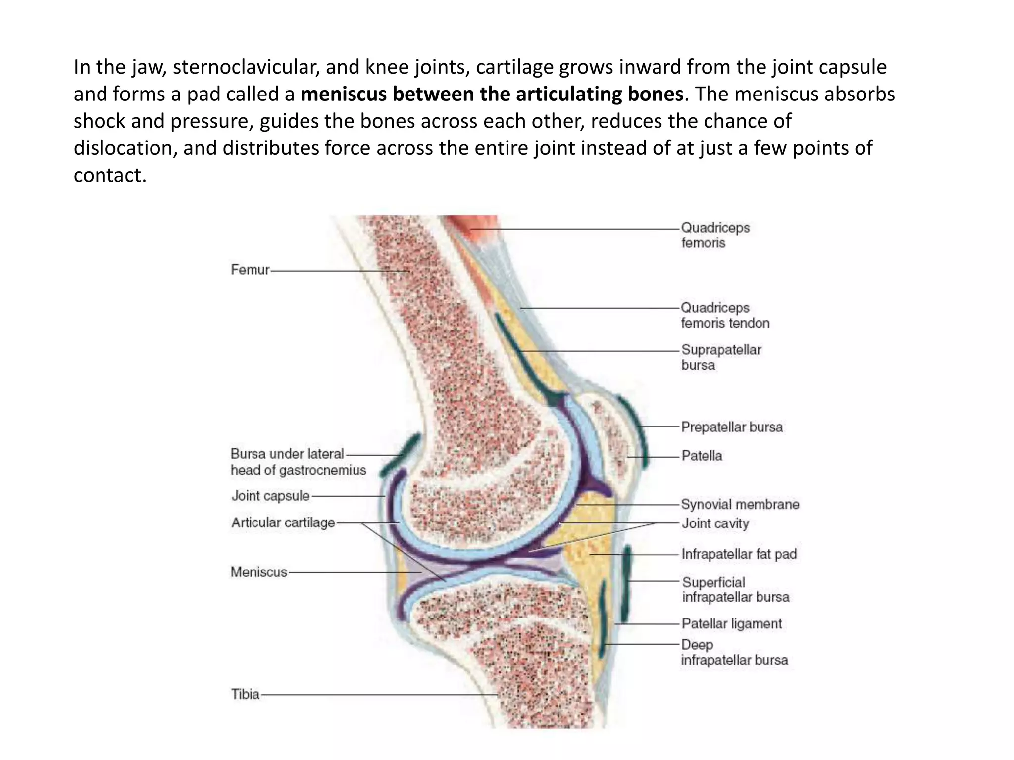 In the jaw, sternoclavicular, and knee joints, cartilage grows inward from the joint capsule and forms a pad called a meniscus between the articulating bones. The meniscus absorbs shock and pressure, guides the bones across each other, reduces the chance of dislocation, and distributes force across the entire joint instead of at just a few points of contact.