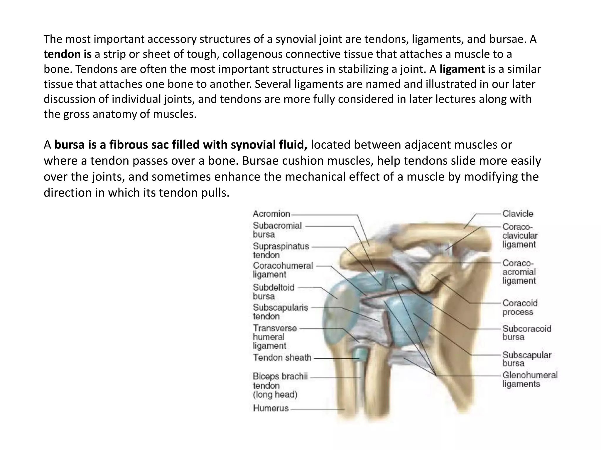 The most important accessory structures of a synovial joint are tendons, ligaments, and bursae. A tendon is a strip or sheet of tough, collagenous connective tissue that attaches a muscle to a bone. Tendons are often the most important structures in stabilizing a joint. A ligament is a similar tissue that attaches one bone to another. Several ligaments are named and illustrated in our later discussion of individual joints, and tendons are more fully considered in later lectures along with the gross anatomy of muscles.A bursa is a fibrous sac filled with synovial fluid, located between adjacent muscles or where a tendon passes over a bone. Bursae cushion muscles, help tendons slide more easily over the joints, and sometimes enhance the mechanical effect of a muscle by modifying the direction in which its tendon pulls.