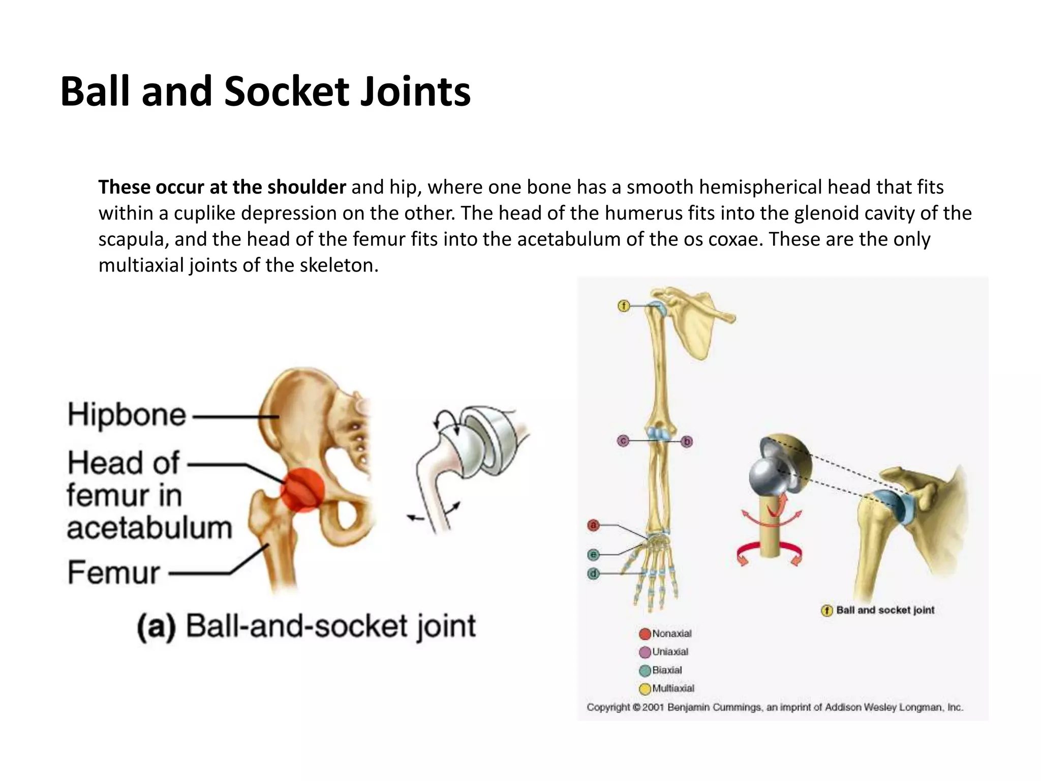 Ball and Socket Joints 	These occur at the shoulder and hip, where one bone has a smooth hemispherical head that fits within a cuplike depression on the other. The head of the humerus fits into the glenoid cavity of the scapula, and the head of the femur fits into the acetabulum of the oscoxae. These are the only multiaxial joints of the skeleton.