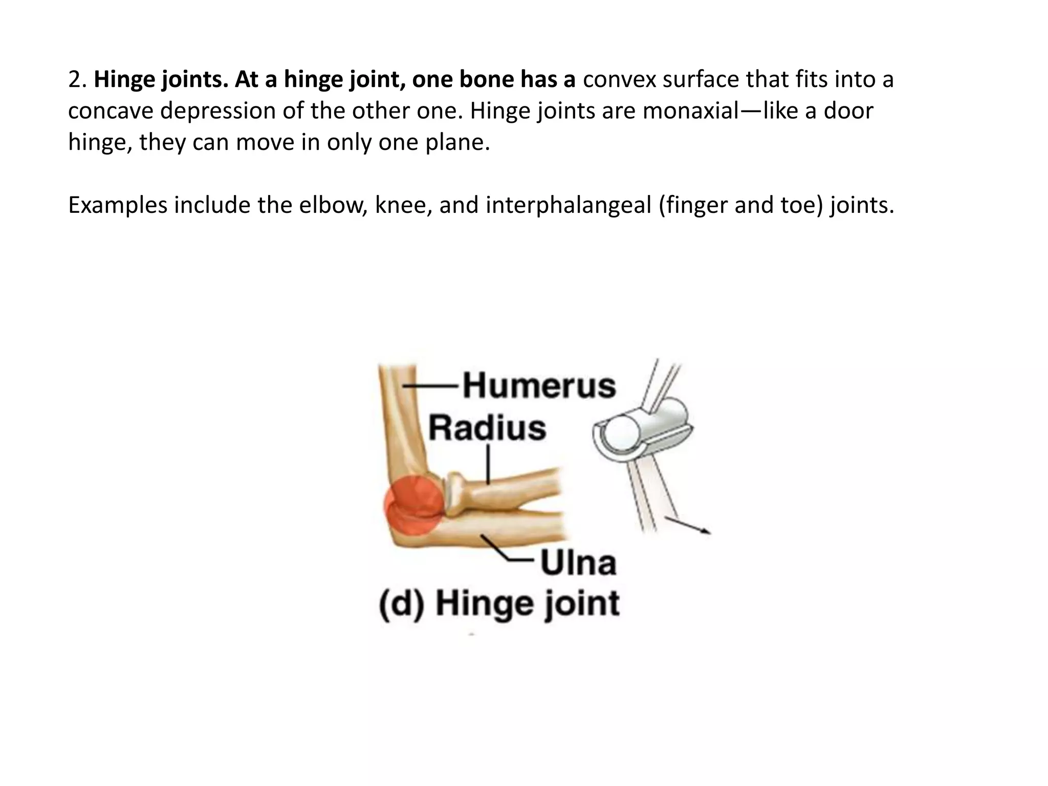 2. Hinge joints. At a hinge joint, one bone has a convex surface that fits into a concave depression of the other one. Hinge joints are monaxial—like a door hinge, they can move in only one plane.Examples include the elbow, knee, and interphalangeal (finger and toe) joints.