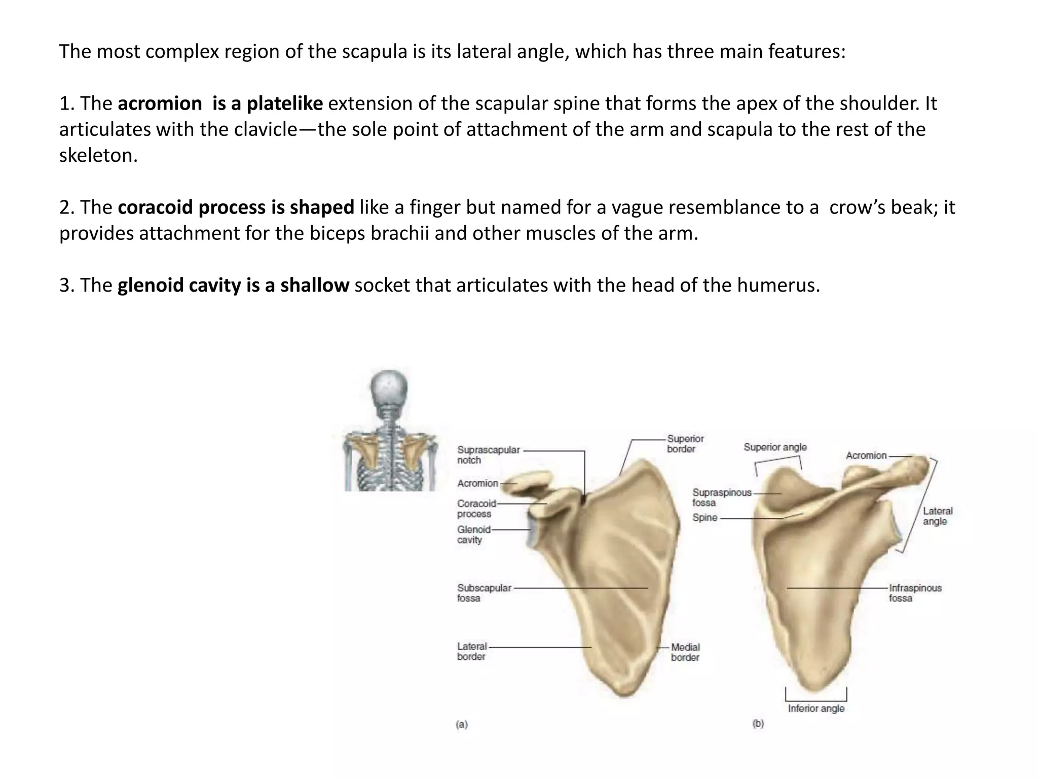 The most complex region of the scapula is its lateral angle, which has three main features:1. The acromionis a platelikeextension of the scapular spine that forms the apex of the shoulder. It articulates with the clavicle—the sole point of attachment of the arm and scapula to the rest of the skeleton.2. The coracoid process is shaped like a finger but named for a vague resemblance to a  crow’s beak; it provides attachment for the biceps brachiiand other muscles of the arm.3. The glenoidcavity is a shallow socket that articulates with the head of the humerus.