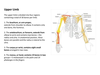 Upper LimbThe upper limb is divided into four regions containing a total of 30 bones per limb:1. The brachium, or arm proper,extends from shoulder to elbow. It contains onlyone bone, the humerus.2. The antebrachium, or forearm, extends fromelbow to wrist and contains two bones—the radius and ulna. In anatomical position, these bones are parallel and the radius is lateral to the ulna.3. The carpus,orwrist, contains eight small bones arranged in two rows.4. The manus, or hand, contains 19 bones in twogroups—5 metacarpals in the palm and 14phalanges in the fingers