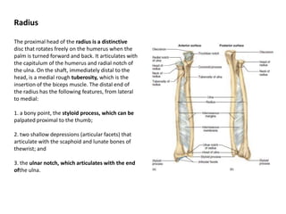 RadiusThe proximal head of the radius is a distinctivedisc that rotates freely on the humerus when the palm is turned forward and back. It articulates with the capitulumof the humerus and radial notch of the ulna. On the shaft, immediately distal to the head, is a medial rough tuberosity, which is the insertion of the biceps muscle. The distal end ofthe radius has the following features, from lateral to medial:1. a bony point, the styloid process, which can bepalpated proximal to the thumb;2. two shallow depressions (articular facets) thatarticulate with the scaphoid and lunate bones of thewrist; and3. the ulnar notch, which articulates with the end oftheulna.