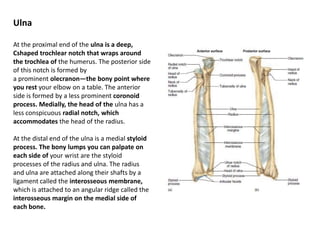 UlnaAt the proximal end of the ulna is a deep, Cshapedtrochlearnotch that wraps around the trochleaof the humerus. The posterior side of this notch is formed bya prominent olecranon—the bony point where you rest your elbow on a table. The anterior side is formed by a less prominent coronoid process. Medially, the head of the ulna has a less conspicuous radial notch, which accommodates the head of the radius.At the distal end of the ulna is a medial styloidprocess. The bony lumps you can palpate on each side of your wrist are the styloid processes of the radius and ulna. The radius and ulna are attached along their shafts by a ligament called the interosseous membrane, which is attached to an angular ridge called theinterosseous margin on the medial side of each bone.