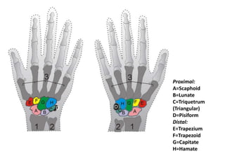Proximal:A=ScaphoidB=LunateC=Triquetrum (Triangular) D=PisiformDistal:E=Trapezium F=Trapezoid G=CapitateH=Hamate
