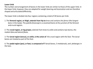 Lower LimbThe number and arrangement of bones in the lower limb are similar to those of the upper limb. In the lower limb, however, they are adapted for weight-bearing and locomotion and are therefore shaped and articulated differently.The lower limb is divided into four regions containing a total of 30 bones per limb:1. The femoral region, or thigh, extends from hip to knee and contains the femur (the longest bone in the body). The patella (kneecap) is a sesamoidbone at the junction of the femoral and crural regions.2. The cruralregion, or leg proper, extends from knee to ankle and contains two bones, the medial tibia and lateral fibula.3. The tarsal region (tarsus), or ankle, is the union of  the crural region with the foot. The tarsal bones are treated as part of the foot.4. The pedal region (pes), or foot, is composed of 7 tarsal bones, 5 metatarsals, and phalanges in the toes.