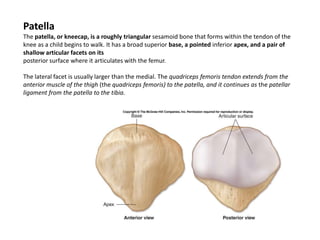PatellaThe patella, or kneecap, is a roughly triangular sesamoidbone that forms within the tendon of the knee as a child begins to walk. It has a broad superior base, a pointed inferior apex, and a pair of shallow articular facets on itsposterior surface where it articulates with the femur. The lateral facet is usually larger than the medial. The quadriceps femoristendon extends from the anterior muscle of the thigh (the quadriceps femoris) to the patella, and it continues as the patellar ligament from the patella to the tibia.