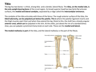 TibiaThe leg has two bones—a thick, strong tibia  and a slender, lateral fibula. The tibia, on the medial side, is the only weight-bearing bone of the crural region. Its broad superior head has two fairly flat articular surfaces, the medial and lateral condyles, separated by a ridge called the intercondylar eminence.The condyles of the tibia articulate with those of the femur. The rough anterior surface of the tibia, the tibialtuberosity, can be palpated just below the patella. This is where the patellar ligament inserts and the thigh muscles exert their pull when they extend the leg. Distal to this, the shaft has a sharply angular anterior crest, which can be palpated in the shin. At the ankle, just above the rim of a standard dress shoe, you can palpate a prominent bony knob on each side. These are the medial and lateral. The medial malleolus is part of the tibia, and the lateral malleolus is the part of the fibula.