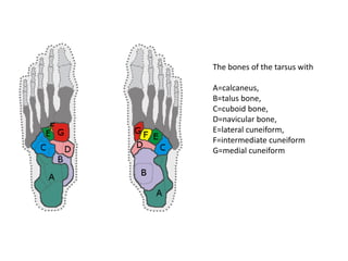 The bones of the tarsus withA=calcaneus, B=talus bone, C=cuboidbone, D=navicularbone, E=lateral cuneiform, F=intermediate cuneiform G=medial cuneiform