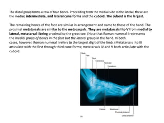 The distal group forms a row of four bones. Proceeding from the medial side to the lateral, these are the medial, intermediate, and lateral cuneiforms and the cuboid. The cuboid is the largest.The remaining bones of the foot are similar in arrangement and name to those of the hand. The proximal metatarsals are similar to the metacarpals. They are metatarsals I to V from medial to lateral, metatarsal I being proximal to the great toe. (Note that Roman numeral I representsthe medial group of bones in the foot but the lateral group in the hand. In both cases, however, Roman numeral I refers to the largest digit of the limb.) Metatarsals I to III articulate with the first through third cuneiforms; metatarsals IV and V both articulate with the cuboid.