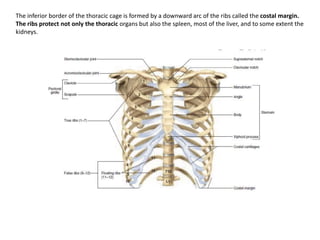 The inferior border of the thoracic cage is formed by a downward arc of the ribs called the costal margin. The ribs protect not only the thoracic organs but also the spleen, most of the liver, and to some extent the kidneys.