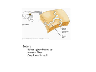 SutureBones tightly bound by minimal fiberOnly found in skull