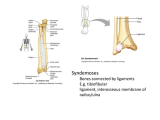 SyndemosesBones connected by ligamentsE.g. tibiofibular ligament, interosseous membrane of radius/ulna