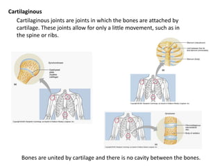 Cartilaginous	Cartilaginous joints are joints in which the bones are attached by cartilage. These joints allow for only a little movement, such as in the spine or ribs.   