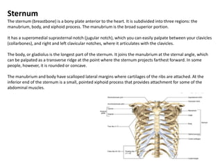 SternumThe sternum (breastbone) is a bony plate anterior to the heart. It is subdivided into three regions: the manubrium, body, and xiphoid process. The manubrium is the broad superior portion. It has a superomedialsuprasternalnotch (jugular notch), which you can easily palpate between your clavicles (collarbones), and right and left clavicular notches, where it articulates with the clavicles. The body, or gladiolus is the longest part of the sternum. It joins the manubrium at the sternal angle, which can be palpated as a transverse ridge at the point where the sternum projects farthest forward. In some people, however, it is rounded or concave. The manubriumand body have scalloped lateral margins where cartilages of the ribs are attached. At the inferior end of the sternum is a small, pointed xiphoid process that provides attachment for some of the abdominal muscles.