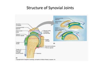 Structure of Synovial Joints 
