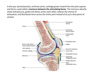 In the jaw, sternoclavicular, and knee joints, cartilage grows inward from the joint capsule and forms a pad called a meniscus between the articulating bones. The meniscus absorbs shock and pressure, guides the bones across each other, reduces the chance of dislocation, and distributes force across the entire joint instead of at just a few points of contact.