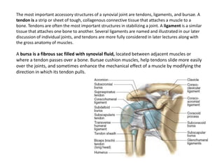 The most important accessory structures of a synovial joint are tendons, ligaments, and bursae. A tendon is a strip or sheet of tough, collagenous connective tissue that attaches a muscle to a bone. Tendons are often the most important structures in stabilizing a joint. A ligament is a similar tissue that attaches one bone to another. Several ligaments are named and illustrated in our later discussion of individual joints, and tendons are more fully considered in later lectures along with the gross anatomy of muscles.A bursa is a fibrous sac filled with synovial fluid, located between adjacent muscles or where a tendon passes over a bone. Bursae cushion muscles, help tendons slide more easily over the joints, and sometimes enhance the mechanical effect of a muscle by modifying the direction in which its tendon pulls.