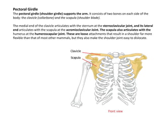 Pectoral GirdleThe pectoral girdle (shoulder girdle) supports the arm. It consists of two bones on each side of the body: the clavicle (collarbone) and the scapula (shoulder blade).The medial end of the clavicle articulates with the sternum at the sternoclavicular joint, and its lateral end articulates with the scapula at the acromioclavicular Joint. The scapula also articulates with the humerusat the humeroscapular joint. These are loose attachments that result in a shoulder far more flexible than that of most other mammals, but they also make the shoulder joint easy to dislocate.