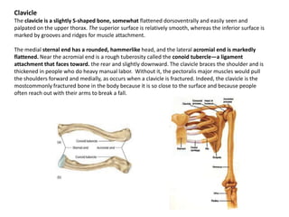 ClavicleThe clavicle is a slightly S-shaped bone, somewhat flattened dorsoventrally and easily seen and palpated on the upper thorax. The superior surface is relatively smooth, whereas the inferior surface is marked by grooves and ridges for muscle attachment.The medial sternal end has a rounded, hammerlikehead, and the lateral acromial end is markedly flattened. Near the acromial end is a rough tuberosity called the conoidtubercle—a ligament attachment that faces toward. the rear and slightly downward. The clavicle braces the shoulder and is thickened in people who do heavy manual labor.  Without it, the pectoralis major muscles would pull the shoulders forward and medially, as occurs when a clavicle is fractured. Indeed, the clavicle is the mostcommonlyfractured bone in the body because it is so close to the surface and because people often reach out with their arms to break a fall.
