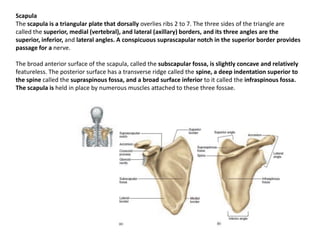 ScapulaThe scapula is a triangular plate that dorsally overlies ribs 2 to 7. The three sides of the triangle arecalled the superior, medial (vertebral), and lateral (axillary) borders, and its three angles are the superior, inferior, and lateral angles. A conspicuous suprascapular notch in the superior border provides passage for a nerve. The broad anterior surface of the scapula, called the subscapularfossa, is slightly concave and relativelyfeatureless. The posterior surface has a transverse ridge called the spine, a deep indentation superior to the spine called the supraspinousfossa, and a broad surface inferior to it called the infraspinousfossa. The scapula is held in place by numerous muscles attached to these three fossae.