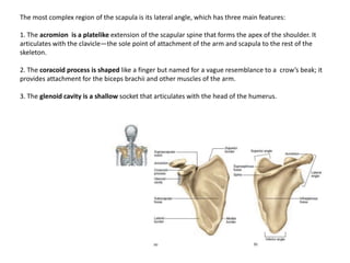 The most complex region of the scapula is its lateral angle, which has three main features:1. The acromionis a platelikeextension of the scapular spine that forms the apex of the shoulder. It articulates with the clavicle—the sole point of attachment of the arm and scapula to the rest of the skeleton.2. The coracoid process is shaped like a finger but named for a vague resemblance to a  crow’s beak; it provides attachment for the biceps brachiiand other muscles of the arm.3. The glenoidcavity is a shallow socket that articulates with the head of the humerus.