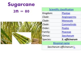 Sugarcane
2n = 80 Scientific classification
Kingdom: Plantae
Clade: Angiosperms
Clade: Monocots
Clade: Commelinids
Order: Poales
Family: Poaceae
Genus: Saccharum
Species: S. officinarum
Binomial name
Saccharum officinarum L.
 