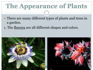 The Appearance of Plants 
 There are many different types of plants and trees in 
a garden. 
1. The flowers are all different shapes and colors. 
 
