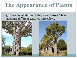 The Appearance of Plants 
 3) Trees are all different shapes and sizes. Their 
barks are different textures and colors. 
 