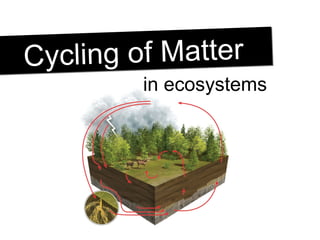 Cycling of MatterCycling of Matter
in ecosystems
 