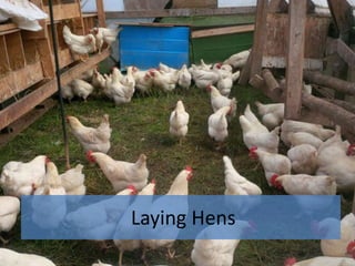 Laying Hens
 