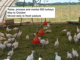 Free range TurkeysRaise, process and market 850 turkeys
May to October
Moved daily to fresh pasture
 