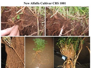 New Alfalfa Cultivar CRS 1001
 