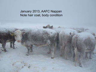 46
January 2013, AAFC Nappan
Note hair coat, body condition
 