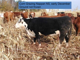 Corn Grazing Nappan NS, early December
Ground not frozen
 