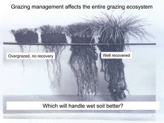 Overgrazed, no recovery Well recovered
Grazing management affects the entire grazing ecosystem
Which will handle wet soil better?
 
