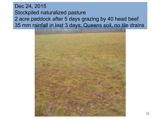 52
Dec 24, 2015
Stockpiled naturalized pasture
2 acre paddock after 5 days grazing by 40 head beef
35 mm rainfall in last 3 days; Queens soil, no tile drains
 