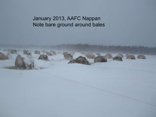 53
January 2013, AAFC Nappan
Note bare ground around bales
 