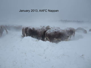 54
January 2013, AAFC Nappan
 