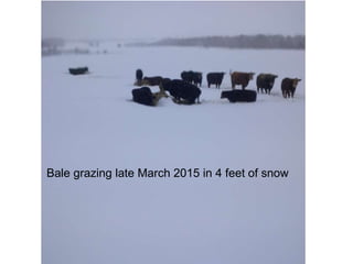Bale grazing late March 2015 in 4 feet of snow
 