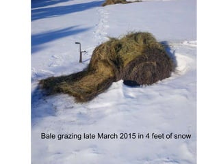 Bale grazing late March 2015 in 4 feet of snow
 