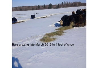 Bale grazing late March 2015 in 4 feet of snow
 