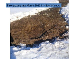 Bale grazing late March 2015 in 4 feet of snow
 