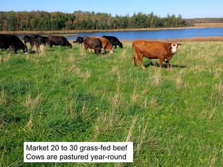 Market 20 to 30 grass-fed beef
Cows are pastured year-round
 