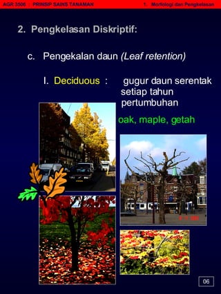 AGR 3506  :  PRINSIP SAINS TANAMAN   1.  Morfologi dan Pengkelasan 06 c.  Pengekalan daun  (Leaf retention) I.  Deciduous   :  gugur daun serentak    setiap tahun    pertumbuhan   oak, maple, getah 2.  Pengkelasan Diskriptif: 