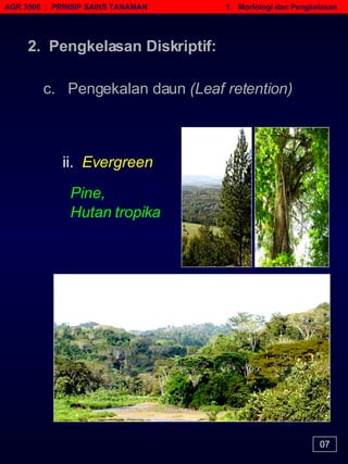 AGR 3506  :  PRINSIP SAINS TANAMAN   1.  Morfologi dan Pengkelasan 07 ii.   Evergreen Pine,  Hutan tropika 2.  Pengkelasan Diskriptif: c.  Pengekalan daun  (Leaf retention) 