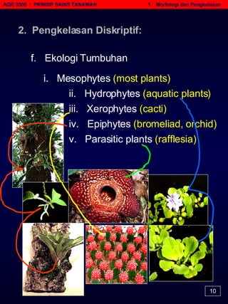AGR 3506  :  PRINSIP SAINS TANAMAN   1.  Morfologi dan Pengkelasan 10 f.  Ekologi Tumbuhan i.  Mesophytes  (most plants)   ii.  Hydrophytes  (aquatic plants)   iii.  Xerophytes  (cacti)   iv.  Epiphytes  (bromeliad, orchid)   v.  Parasitic plants  (rafflesia)   2.  Pengkelasan Diskriptif: 